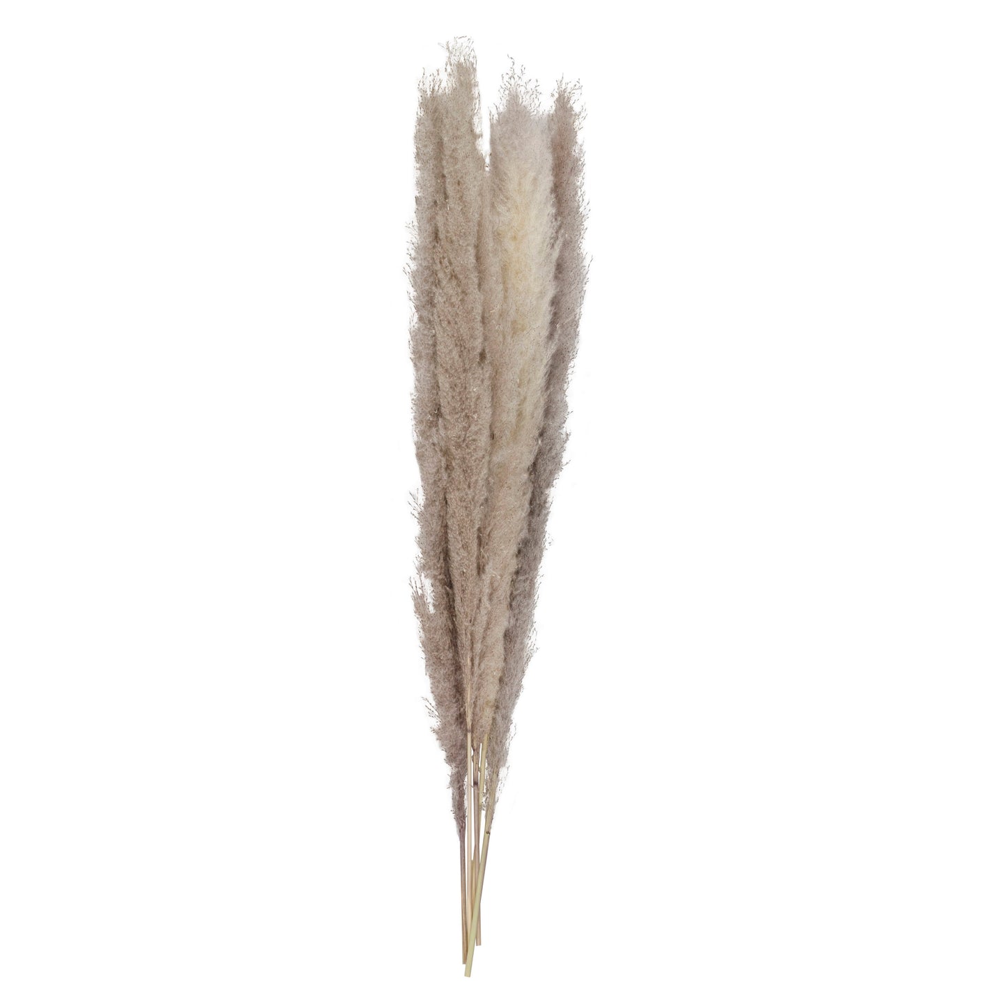Natural Pampas Grass Decorations