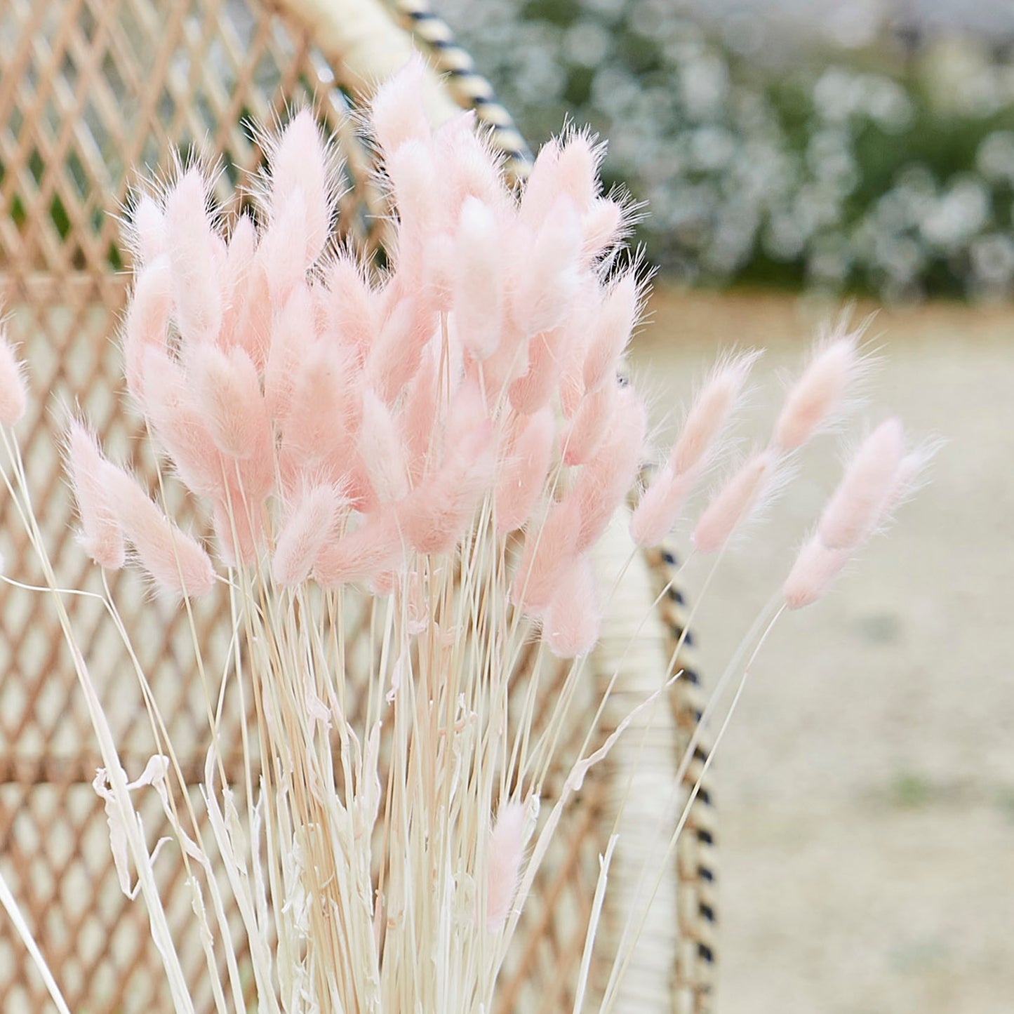 Soft Pink Bunny Tail Pampas Grass