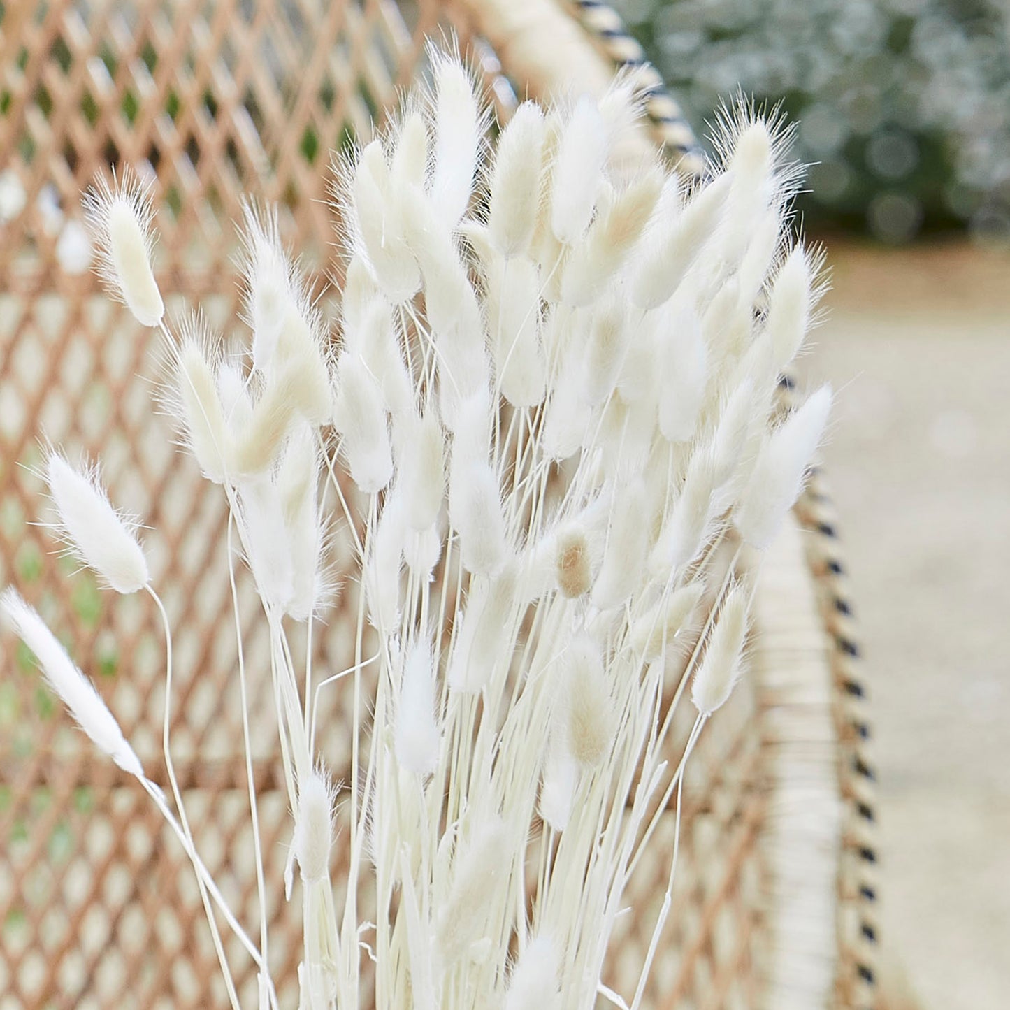 Natural Off White Bunny Tail Pampas Grass