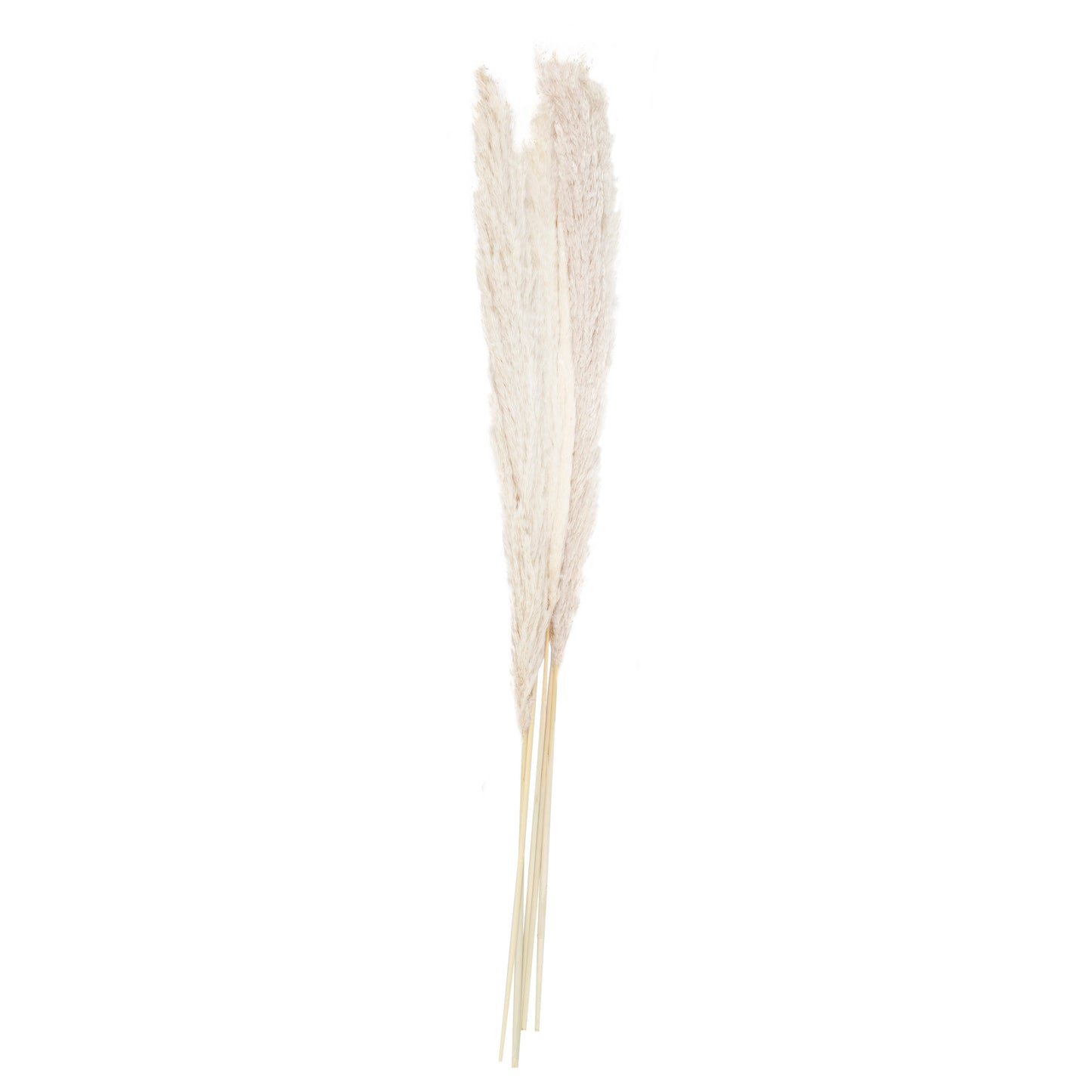 Bleached Pampas Grass Decorations